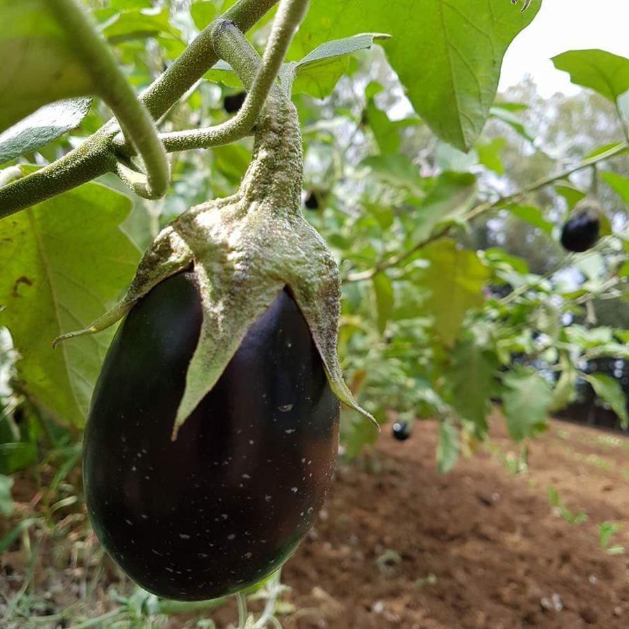 Tenuta Guarascio Кавалино ди Лече Екстериор снимка